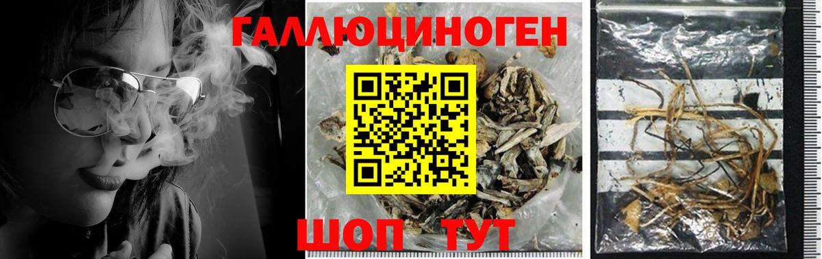 Псилоцибиновые грибы Cubensis Красноярск